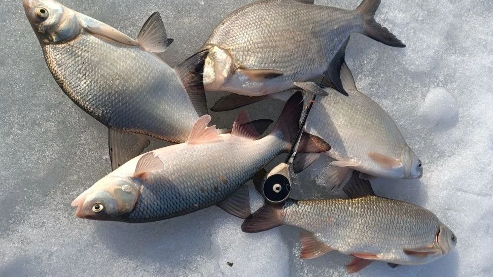 Лещ, язь на мормышку. Последняя рыбалка со льда на Оби 2026 г.