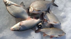 Лещ, язь на мормышку. Последняя рыбалка со льда на Оби 2026 г.