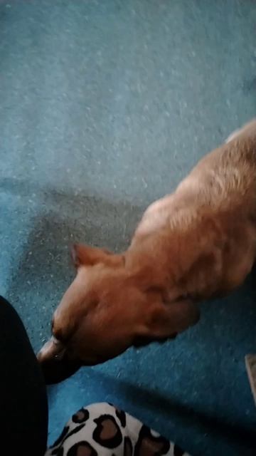 Хоровод водят.Ужин просят.