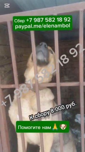 Помогите им выжить в это ужасное время.. СНОВА БОЙ НА ВЫЖИВАНИЕ! ❗6 Апреля..ЛЮДИ, не допустите ГОЛОД