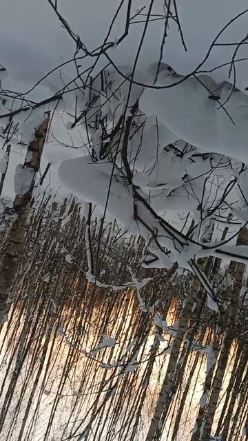 В зимним лесу.