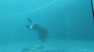 морской котик