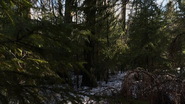 Апрель в лесу