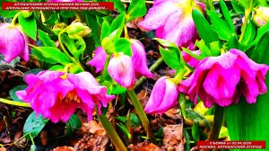 Апрельские первоцветы 2026 в "Аптекарском огороде" Москвы. Прогулка под дождём