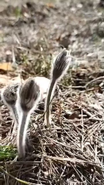 💖LIVE: Просыпается Сон-Трава✨Первые пушистики Самарской области #live #shorts #прострел