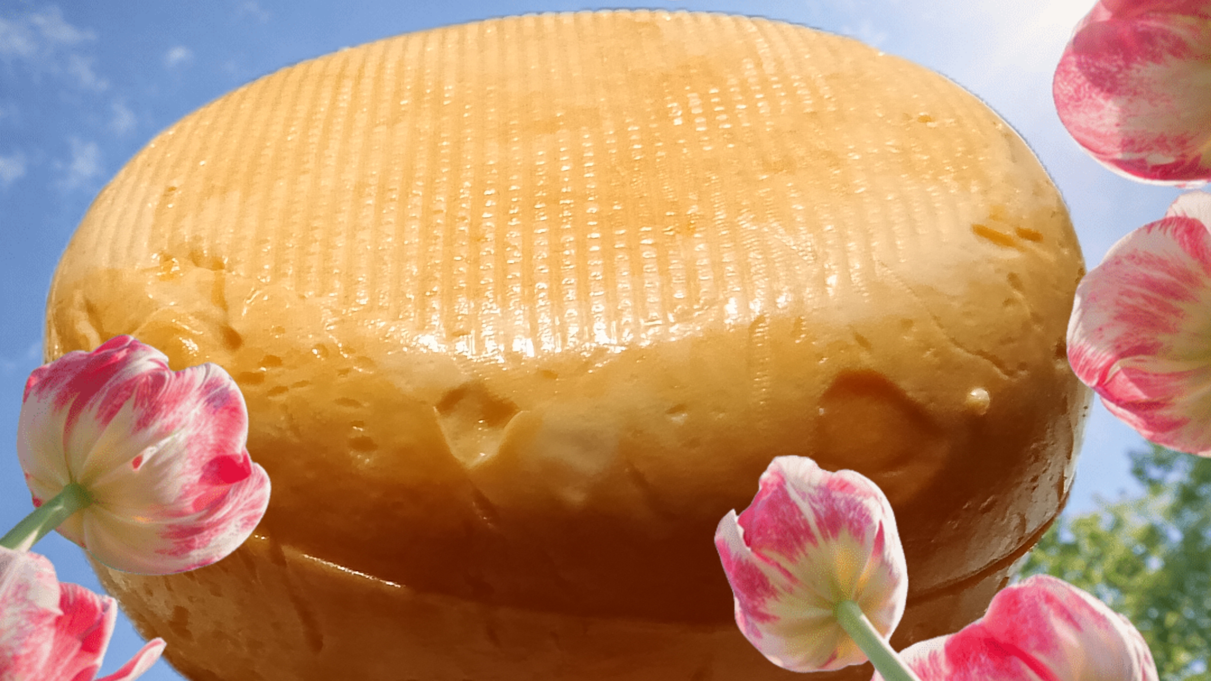 ЭТО   СЫР!  Не просто сыр, А СЫР С БОЛЬШОЙ БУКВЫ!