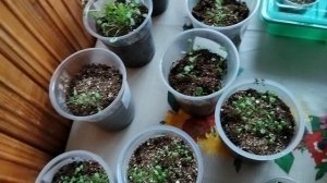 Рассаду перенесла вниз