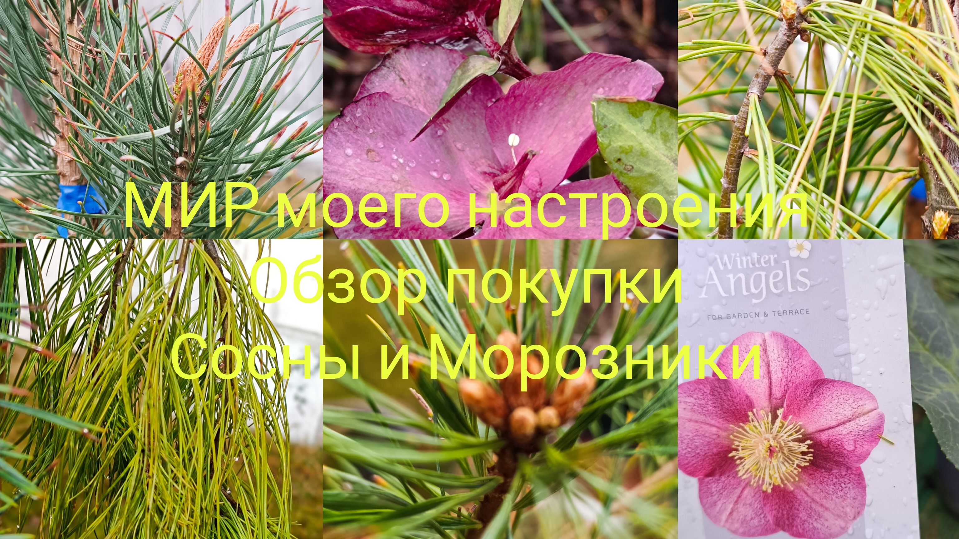 05.04.26 Обзор покупки новые сосны и Морозники