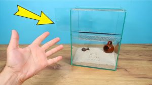 Мой Тарантул сбежал! Что делать Я боюсь находиться в комнате!