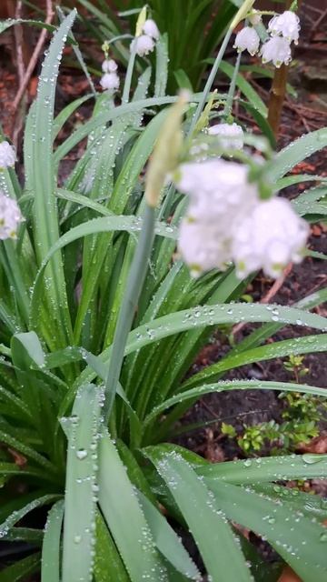 Благая весть🤍🙏🕊