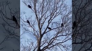 День птиц (2а класс)