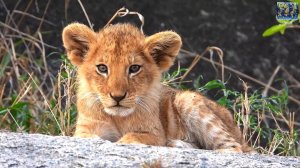 Детеныши животных