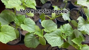 Почему не растут огурцы? 5 ошибок, которые совершают все