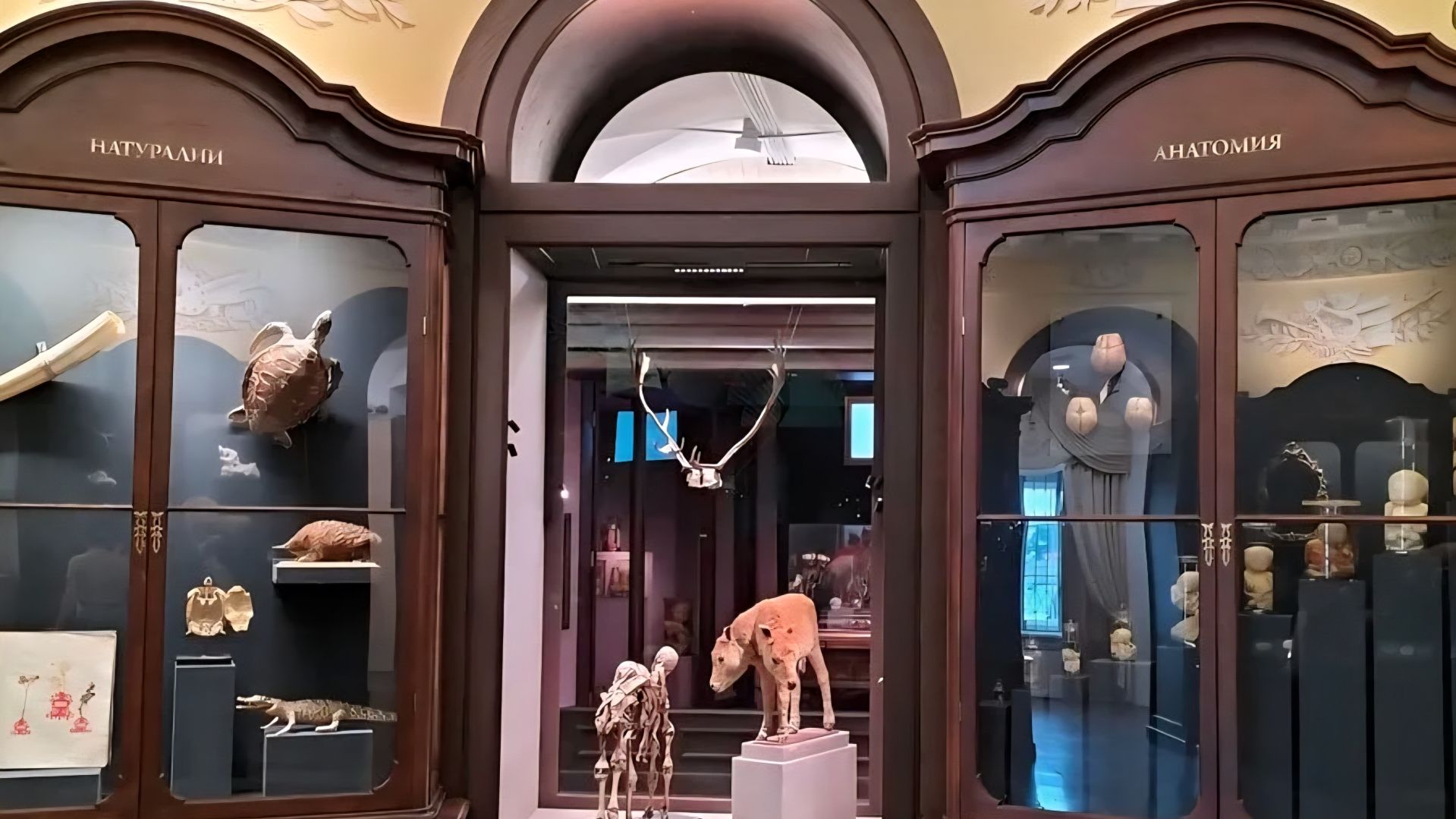 1 Кунсткамера 1 серия [get.gt]