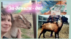 Молоком заливают, придётся сокращать стадо.