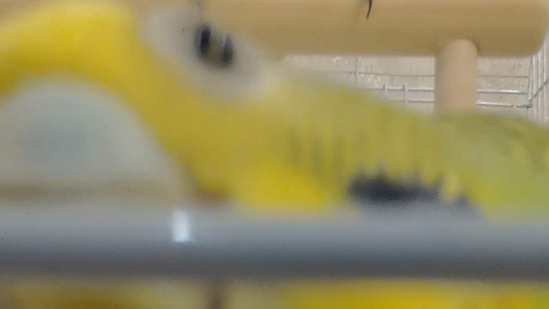 Ищу эстетику в тока бока