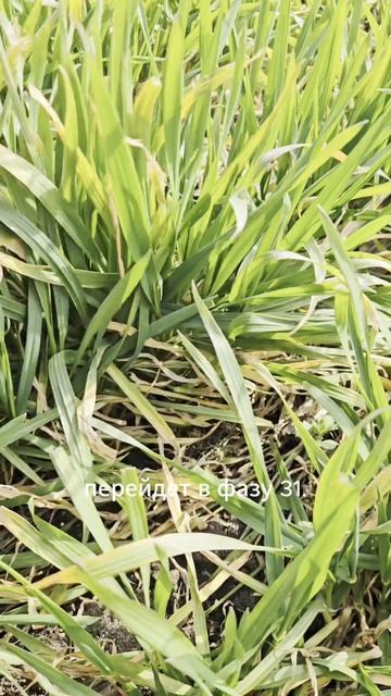 Как определить фазу BBCH 30 озимой пшеницы #агроном #сельскоехозяйство