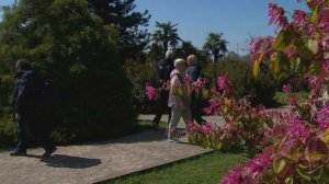 В Сириусе завершился фестиваль цветения сакуры