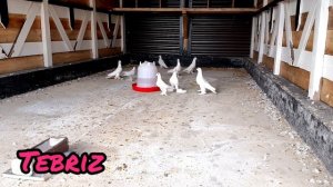 Иранские голуби Тебризы.