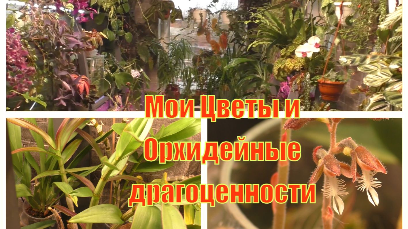 Целая комната с цветами в доме. Небольшой обзор. Навела порядок в оранжерее
