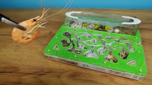 КРЕВЕТКА - ЛЮБИМОЕ ЛАКОМСТВО МУРАВЬЕВ!