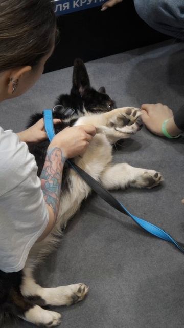 10-я юбилейная конференция «DOG-ПРОФИ» собрала заводчиков собак и кошек в Москве