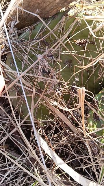 Зимующие кактусы съедобные в Калужской области.