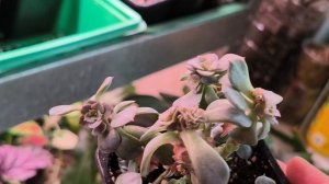 Обзор суккулентов. Просто поболтать🥰