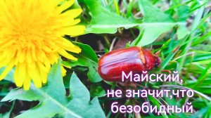 Майский жук (хрущ) -символ весны: друг или враг сада?