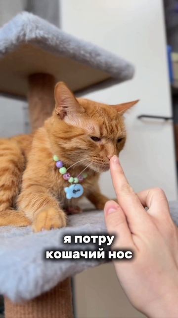 я потру кошачье ушко