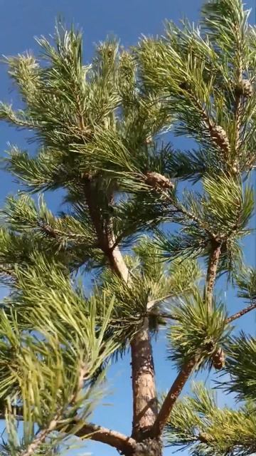 Послушаем шум ветра

#весна #апрель #гора #нагоре #прогулка #небо #погода #фото #вкадре #Россия #Тат