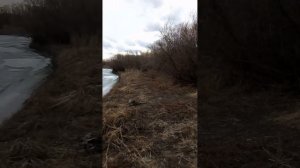 Полдня выживания в одиночку , постройка секретной хижины🍓🥔🧄07.04.2026. - Join