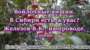 Войлочные вишни.  В Сибири есть, а увас. Железов В.К.- на проводе. Серия 2.