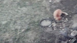 РЫЖИК 💥ОЧИЩАЕТ  КОРМУШКУ💥   ПОДПИШИСЬ💯