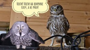 Ежи прилетели! Сова Ёль стала есть побольше. Что я сделала с Обамкой? Кошка Морошка и сыч Луч