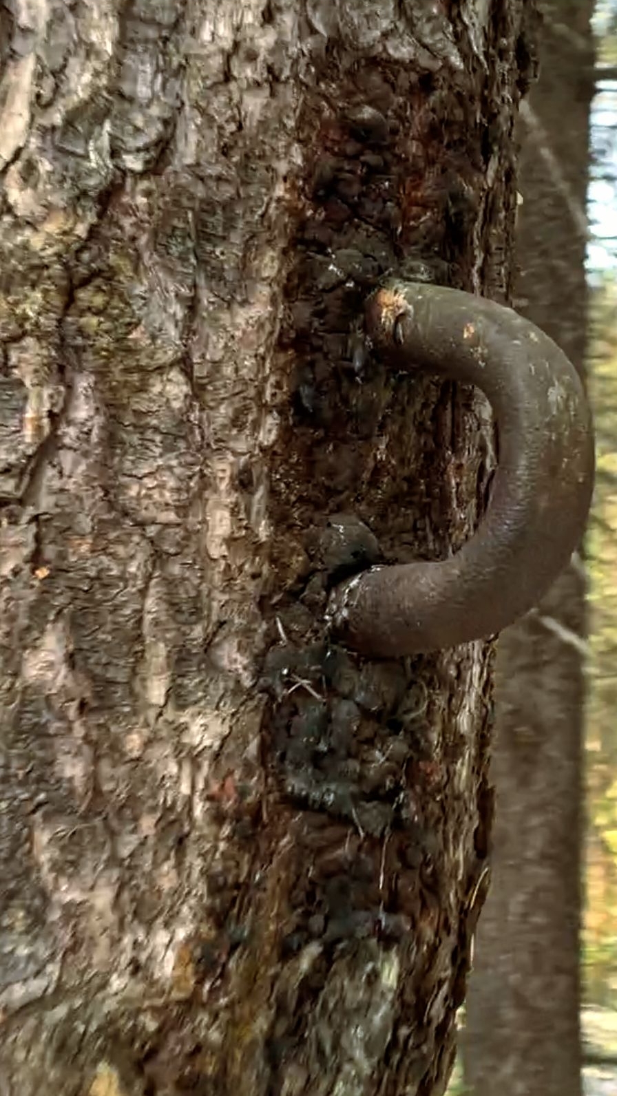 ОПЯТЬ ЛЕСНАЯ ЗАГАДКА.Ваши предположения ?