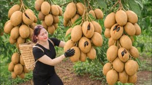 Сбор плодов дикой саподиллы | Рецепт из старинной деревни. Быстро раскупили на рынке.