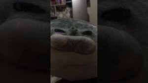 тюленьчие истории