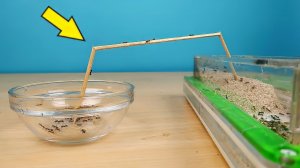 Новый эксперимент с Муравьями! Муравьи Жнецы разведчики! alex boyko