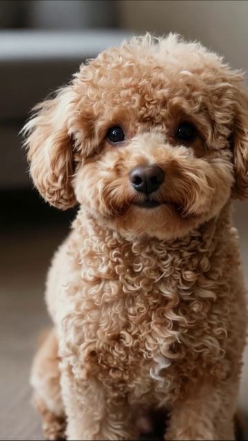 Очаровательный пудель в кадре! #пудель #собака #милота