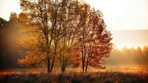 7+ Русская сказка "Лисица и тетерев"