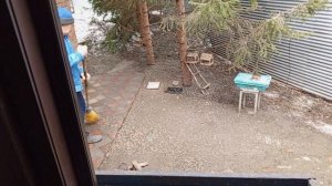 очень шумное утро за окном