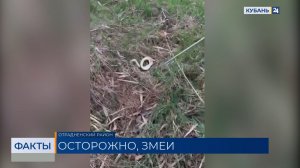Змеи начали выползать к людям в Крымском и Отрадненском районах