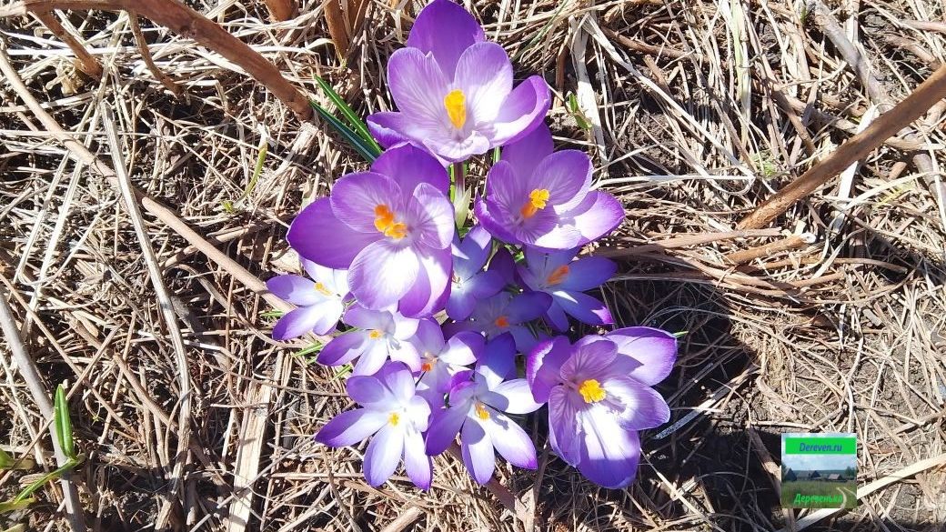 Хобби моей жены