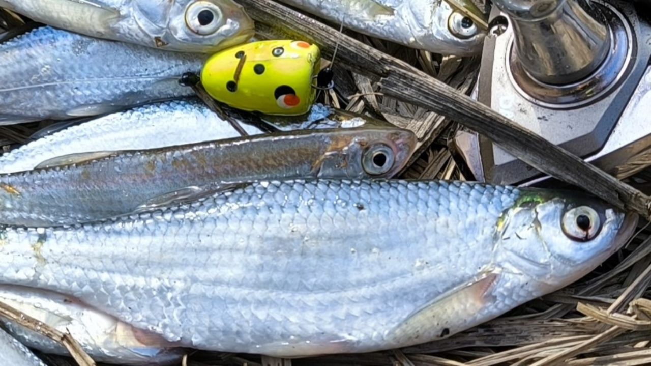 ЛОВЛЯ УКЛЕЙКИ НА МОТЫЛЬ И ОПАРЫШ. ЖОР УКЛЕЙКИ НА ПОПЛАПОППЕР. РЫБАЛКА 2026.