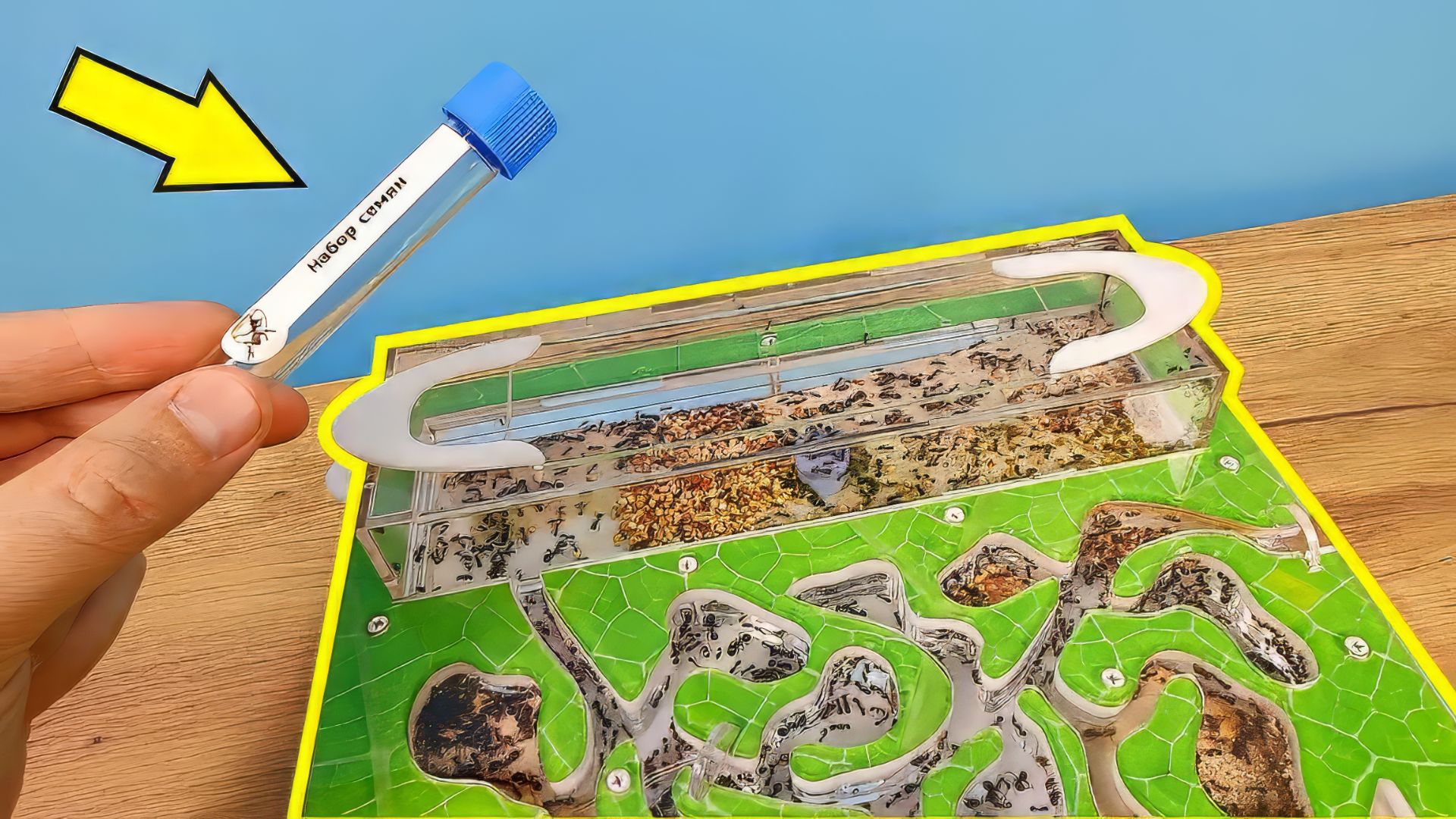 У муравьев закончилась еда! Что делать? Чем кормить?