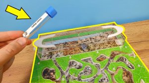 У муравьев закончилась еда! Что делать? Чем кормить?