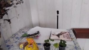 Одна на дачу.Посеяла капусту в теплице.