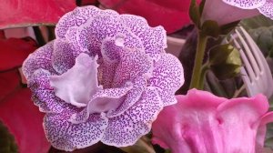 Цветущая поляна становиться всё больше и больше 😃👍❤❤😍😍 #глоксиния #цветыдлядома