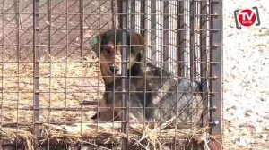 Новостной выпуск телепрограммы "Киров-ТВ" от 07.04.26